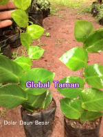 Dollar besar / Pohon Rambat Dolar daun besar / Tanaman Climbing Dollar