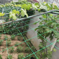❤一葉華子園藝❤園藝爬藤網百香果葡萄植物攀爬瓜果藤蔓花花卉農用豆角瓜果搭架網 植物爬藤網 百香果爬藤網