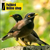 BURUNG JALAK NIAS SEPASANG PILIHAN AVIARY SATUAN