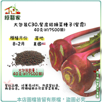 【綠藝家】大包裝C30.紫皮結頭菜種子(紫霞)40克(約7500顆)