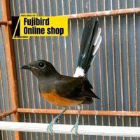 MURAI BATU MEDAN BETINA SIAPAN SIAP TERNAK