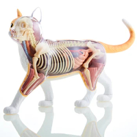 4D Vision THE DISSECTED CAT Funny ANATOMY MODEL Medical Human Skull Skeleton Anatomical Model Science Educational Toys for Kids