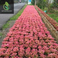 PROMO bunga krokot merah/pink perpolibek rumpun tanaman hias merah Tanaman hias hidup