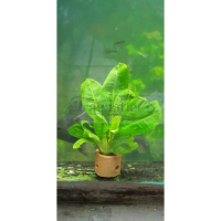 TANAMAN AQUASCAPE ECHINODORUS AMAZONICUS / AMAZON SWORD AQUARIUM
