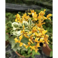 NEW!!BUGENVIL MASHURI KUNING ORIGINAL