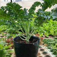 combo 6 chậu KALE  Xanh vườn em