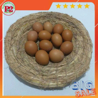 SARANG AYAM TARANGAN AYAM TEMPAT AYAM BERTELUR DAN MENGERAMI doping ayam