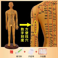 全城熱賣 - 中醫針灸穴位人體模型教學全身十二經絡圖小皮人軟膠扎針練習模特升級版62cm銅色女模硬款
