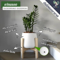 [COD] [tiktok]ต้นกวักมรกต (Zz Plant) (ฟอร์มกอใหญ่) ต้นสูง60-70 พร้อมกระถางครบชุดพร้อมปลูก (ต้นไม้ฟอก
