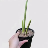 Tanaman sansivera tombak