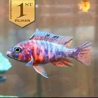Cichlid OB Peacock (M)Pesta Warna Ikan Hias Aquascape Hiasan Aquarium Tanaman Air -