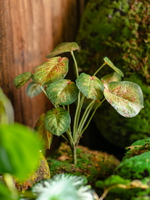 掬涵仿真高檔彩葉芋蕨類植物把束綠植背景墻花藝配材插花森系裝飾