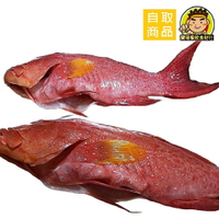 【蘭陽餐飲食材行】燕尾紅條 石斑魚 / 每隻400g~500g / 冷凍真空包 / 已去鰓去鱗 / 處理的非常乾淨  ( 此為冷凍自取品號 )