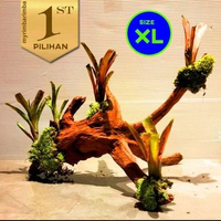 Bromeliads Santigi XL Tanaman Air Paludarium Hiasan Aquarium Ikan Hias -