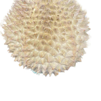 Durian musangking fresh | buah durian musangking Manis