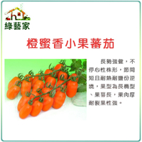 【綠藝家】大包裝G73.橙蜜香小蕃茄種子32顆