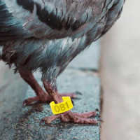 100 Pcs Pigeon Open Anklet Homing Identification Rings Leg Birds Supplies Foot Hen