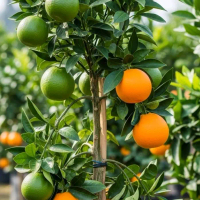Bibit jeruk mandarin kondisi udah berbuah
