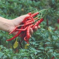 Bibit Cabe Rawit Jepang Bibit Cabe Rawit Merah Bibit Cabe Unggul 1500 Butir