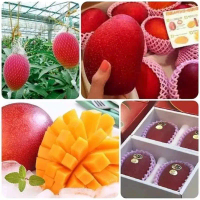 Bibit mangga miyazaki asli cepat berbuah