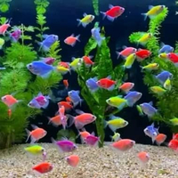 Glowfish warna warni mix 12 ekor - ikan glofish warna warni ikan lucu