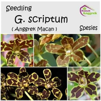 Seedling Grammatophyllum Scriptum spesies anggrek bibit macan gramma papua kalimantan sulawesi