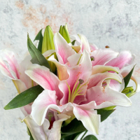 Bunga Lily Casablanca Wangi (Bunga Segar Lokal) Pajangan Vas