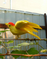 定做動物模型 仿真鳥 羽毛小鳥 喜鵲彩色展翅攝影道具園林裝飾