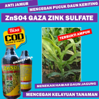 Pupuk Ajaib Mencegah Bulai Jagung ZnSO4 GAZA ZINK SULFATE anti Jamur Menyehatkan Tanaman Jagung Mele