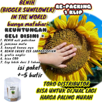 benih BUNGA MATAHARI Jumbo