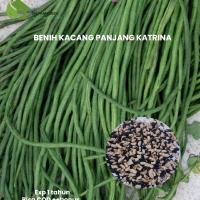 10 biji benih kacang panjang Katrina++bonus