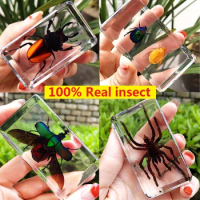 Hot selling new real insect resin specimen animal amber longicorn spade beetle spider centipede cicada