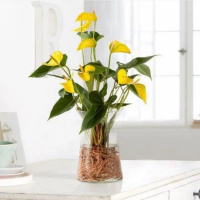 Tanaman hias Anthurium Mickey mouse bunga kuning /