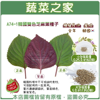 【蔬菜之家】A74-1.韓國雙色芝麻葉種子(共有2種包裝可選)