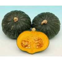 benih repack LABU JEPANG KABOCHA isi 3 biji