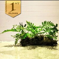 Pakis Air Media Kayu Rentek Tanaman Air Aquascape Hiasan Aquarium Ikan -