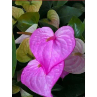TERLARIS Tanaman Hias Anthurium Mickey Mouse Bunga Ungu /