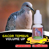 Vitamin Burung Tekukur Derkuku