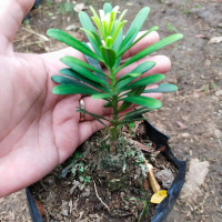 Bibit Lohansung Cincuan/ Sincuan/ Stek Lohansung Cincuan Sudah Berakar