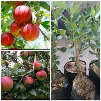 Bibit Apel Fuji Merah Madu Cangkok Batang Besar Cepat Berbuah Berbunga