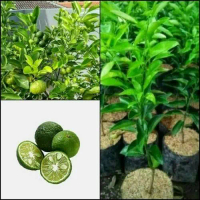 Bibit Pohon Jeruk Limo/Tanaman Buah Jeruk Lim sambal Ber bisa COD