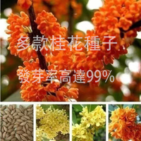 蟲蟲花藝-規劃種子當年新籽 四季桂八月桂金桂沉香桂花