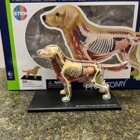 4D MASTER Dog Model Golden Ret Assembled Canine Building Anatomical Model Animal Skeleton Educational Equipment Dog Anatomy