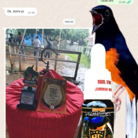 SUPER FIGHTER/SUPLEMEN BURUNG MURAI/RAJA GOYANG/RG/MURAI BATU/MURAI BORDAN/MURAI BURNEO/MURAI/LAMPUN