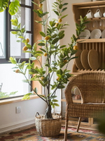 掬涵 仿真檸檬樹 盆景盆栽大型綠植 裝飾擺件桌面地面 棒棒糖