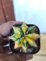 Gymno Miha Variegata - KOLEKSI PILIHAN! STOK CUMA 1