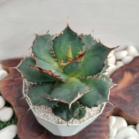 tanaman hias agave fo76 (medium di pot cm)