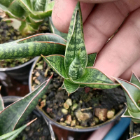 sansevieria 10rb bella black / tanaman lidah mertua murah