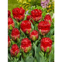 [ส่งฟรี] 1 head tulip flower bulbs tulip flowers to sacrifice love, do not want the reward. planted 