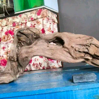 kayu santigi laut tenggelam